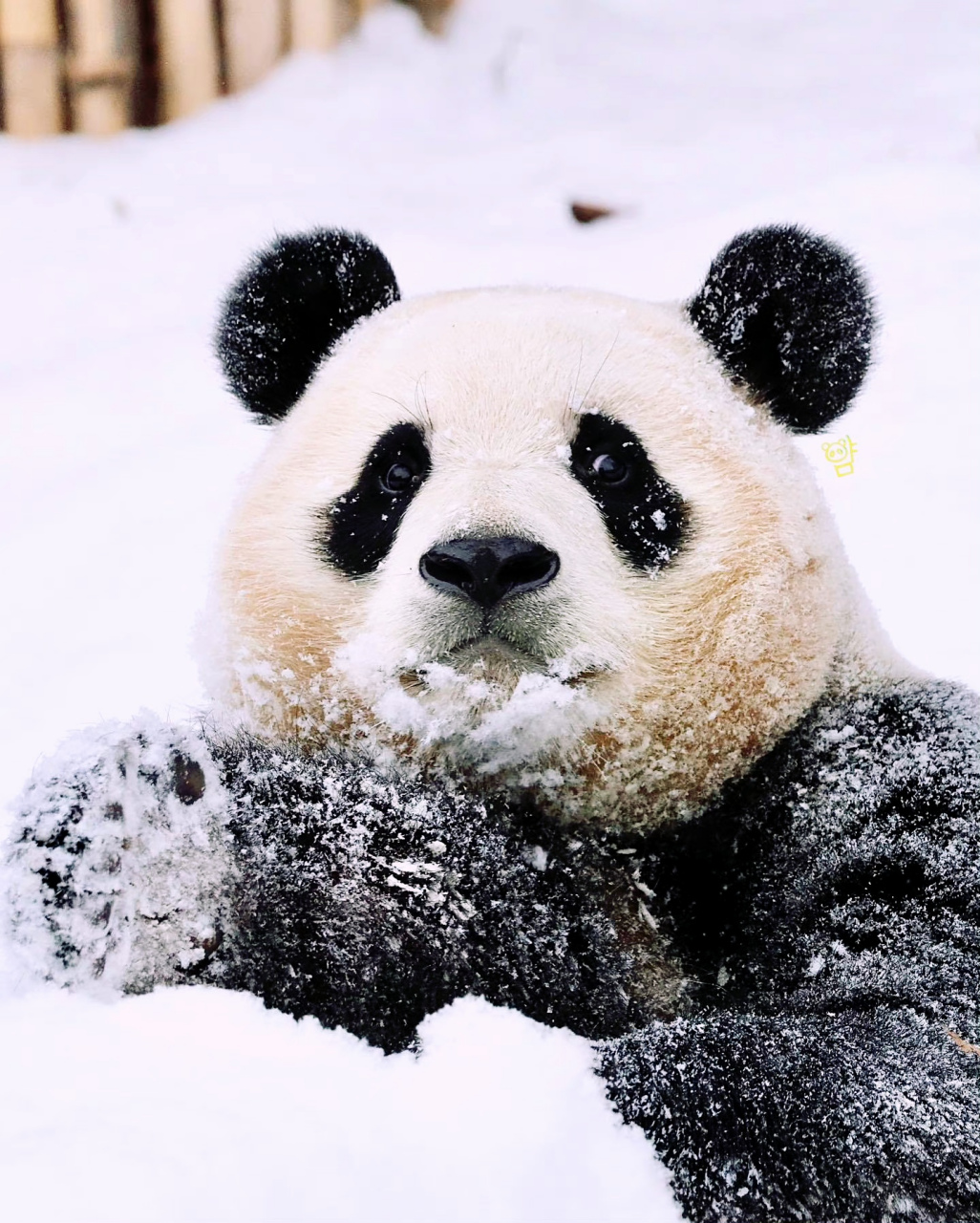 中国大熊猫在北欧玩雪图片