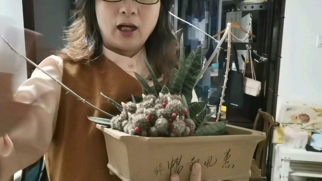 紫藤蔚家花架上多肉,子宝肉嘟嘟萌呆呆,银手指开小白花结小红果