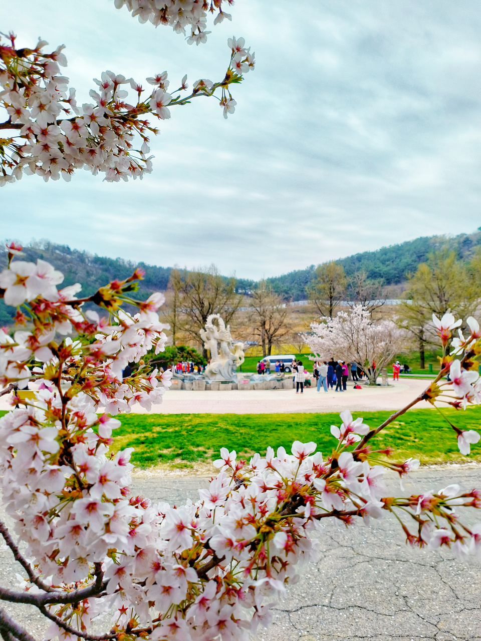 大连龙王塘樱花园有俩海,花海和人海,我国十大赏樱地,单瓣樱花太美了