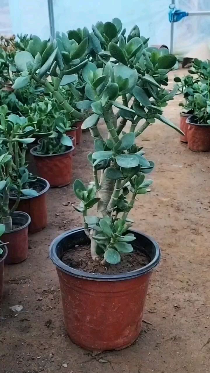 春天修剪玉树应该这样做