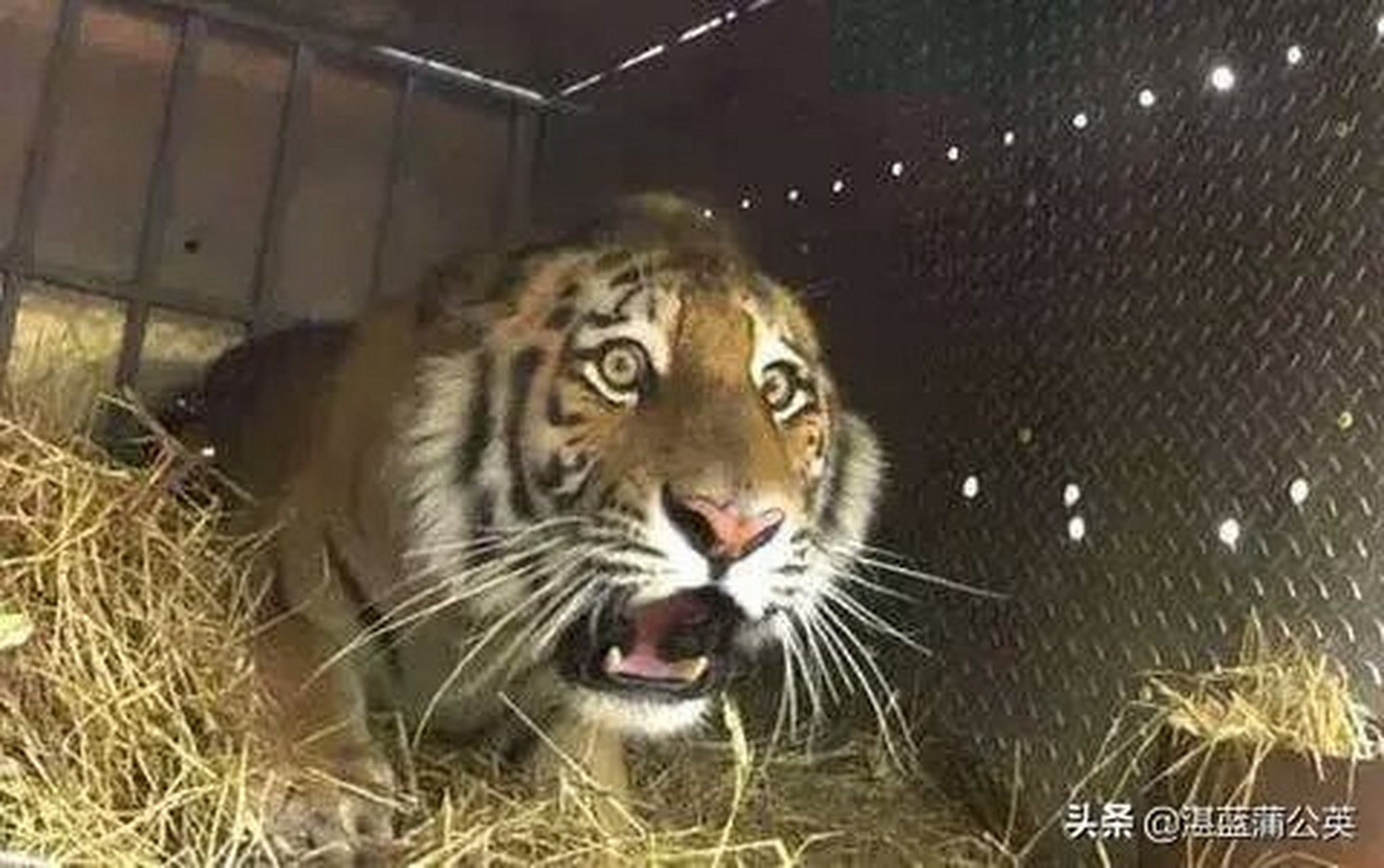 东北虎完达山1号还是早日放归山林吧,也许人们不啥得,但对它而言,关在