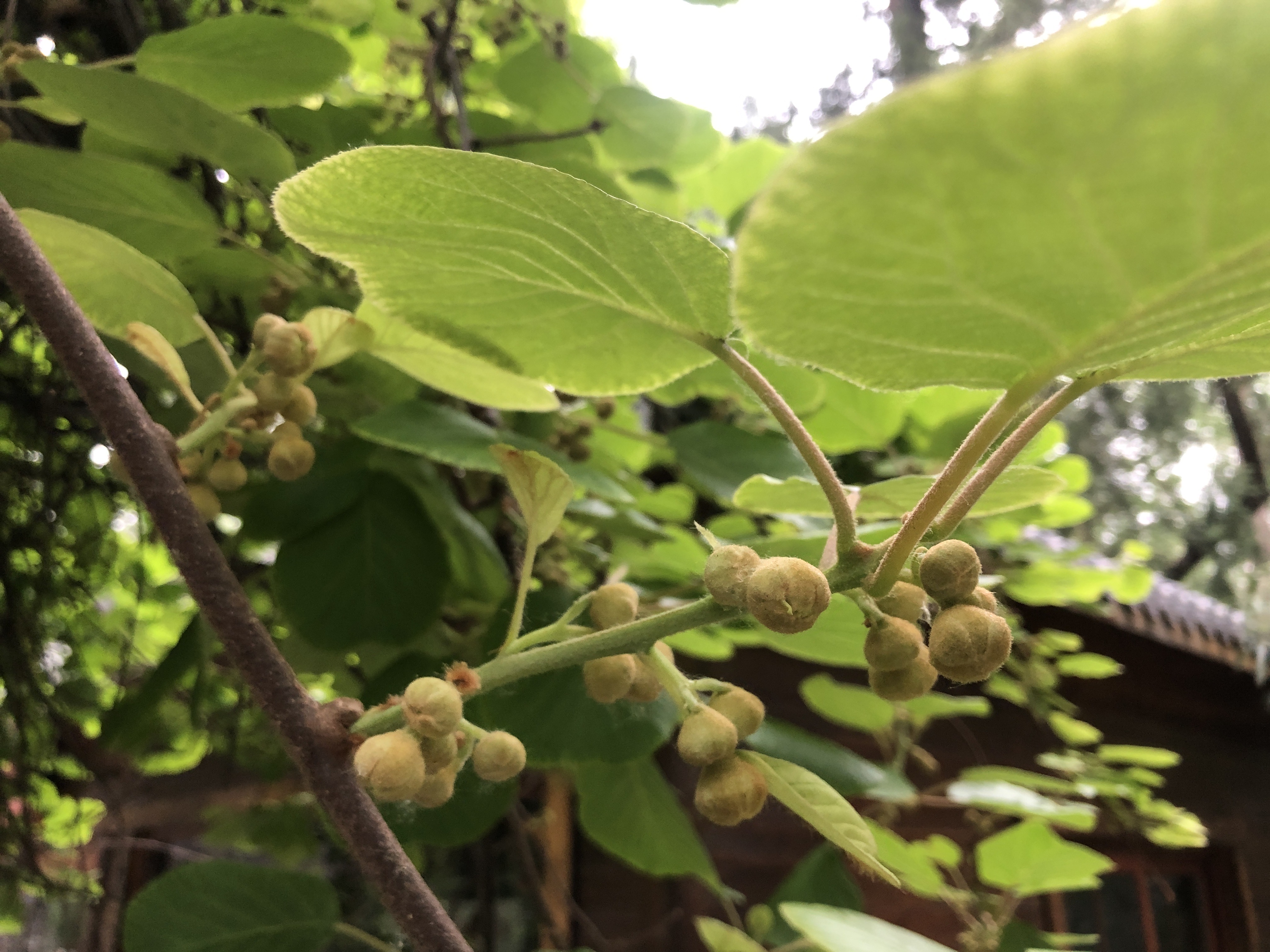 香山云科普|香山公园里的《诗经》植物——苌楚
