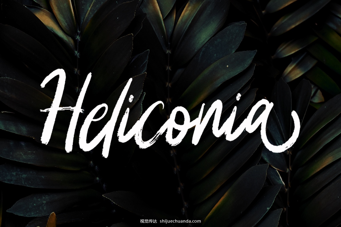 Heliconia-Fonts-4370931-1.jpg