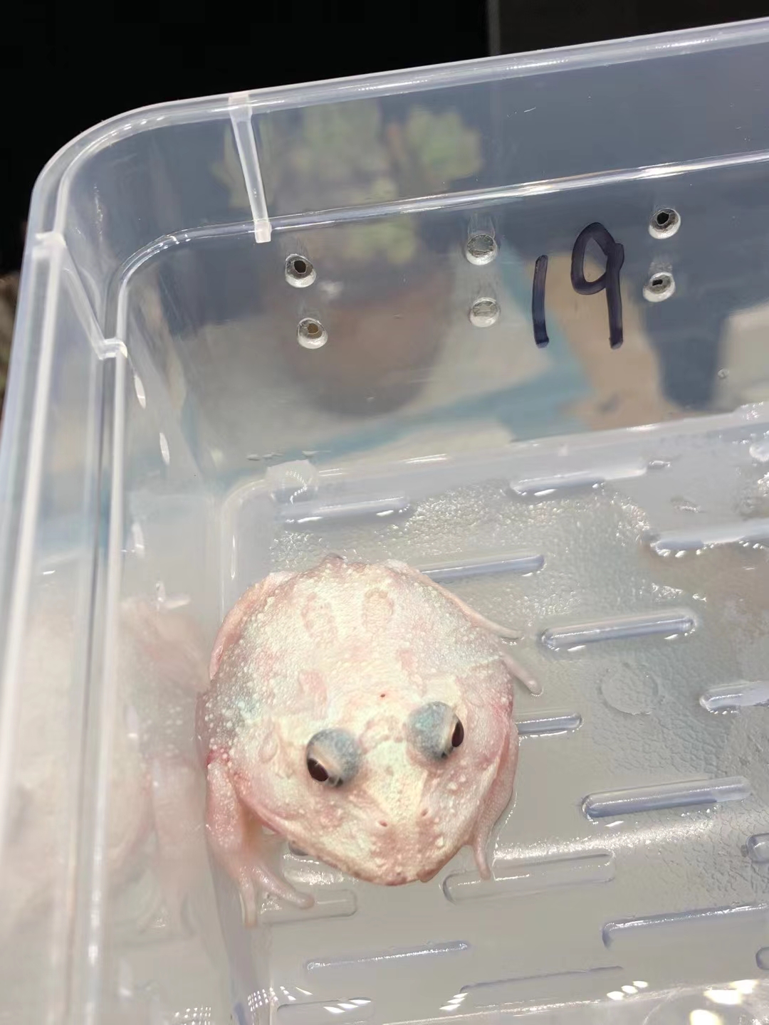 角蛙变异,各种颜色太神奇了