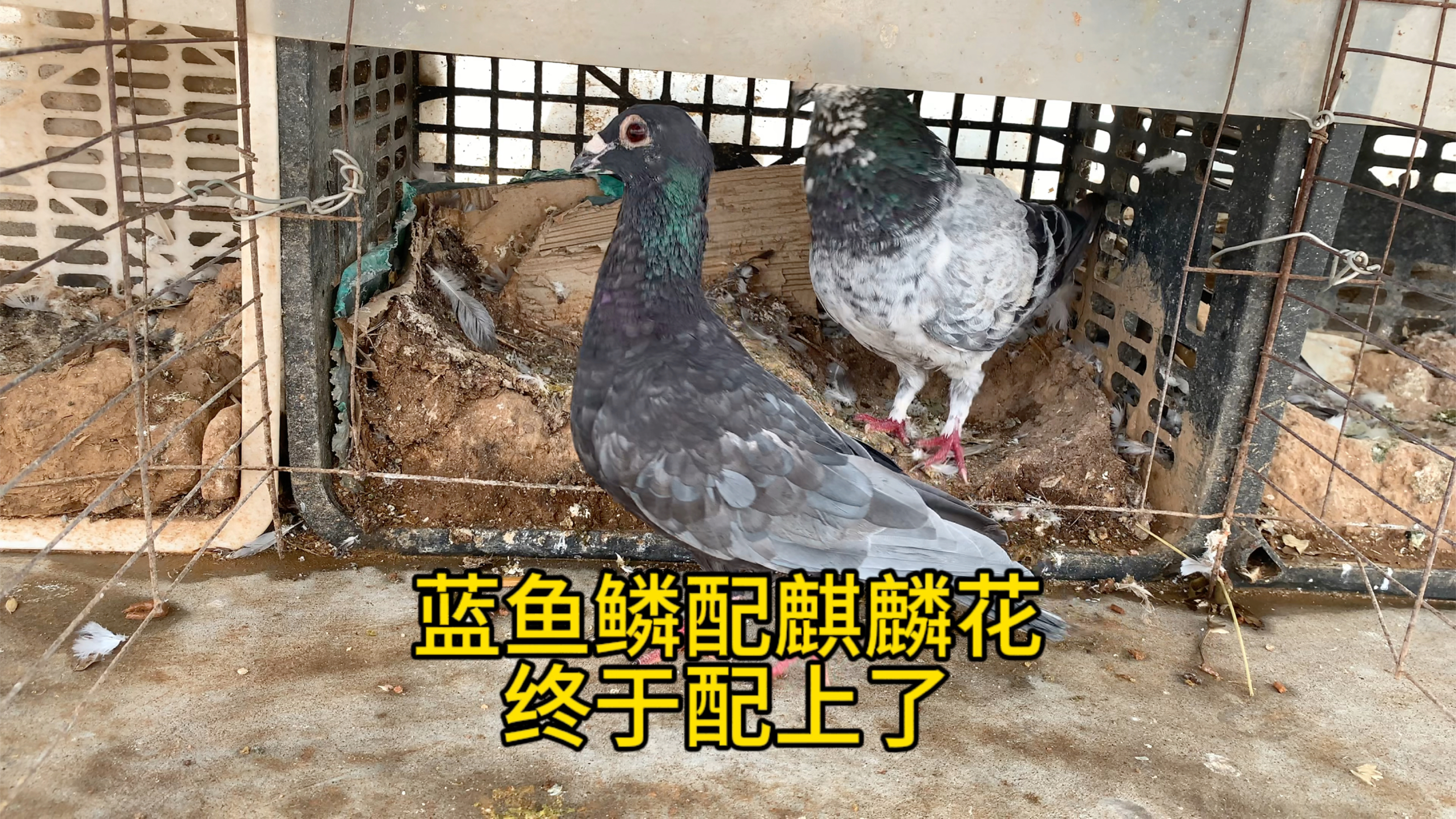 蓝鱼鳞配麒麟花能出什么样的鸽子
