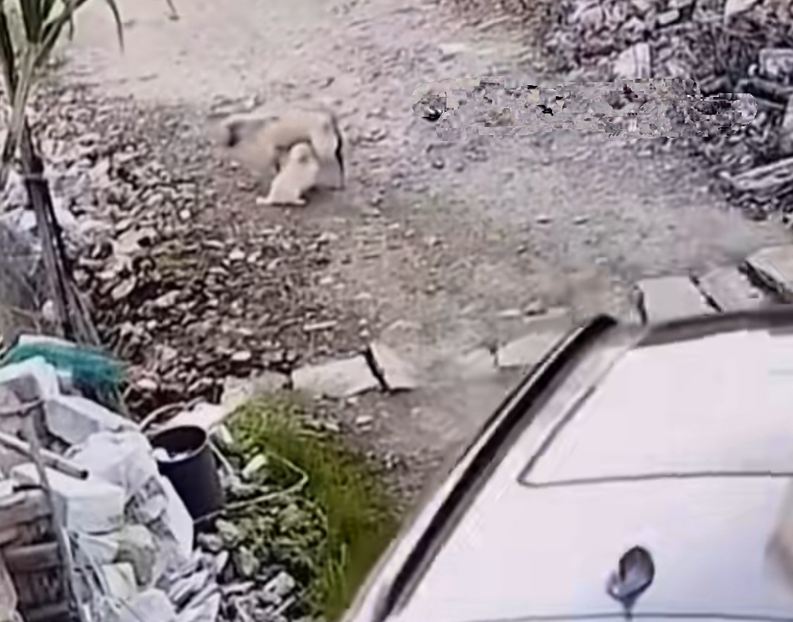 男子开车经过1条乡村道路,看见1只狗妈妈正在给小奶狗喂奶,男子稍一