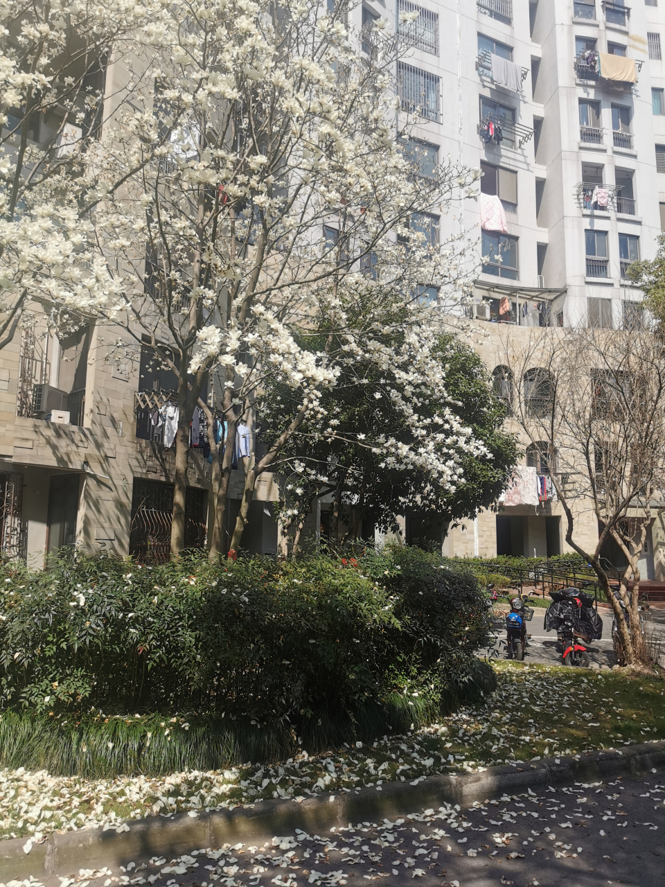 今天看了一本书:不能没有你,奥多.