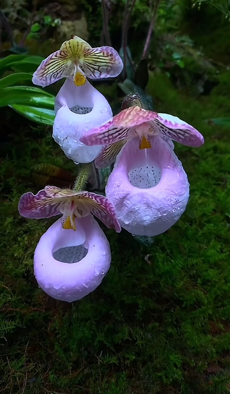 奇花异草,美了眼,养了心!感谢大自然的馈赠.今日無事,唯有热爱99