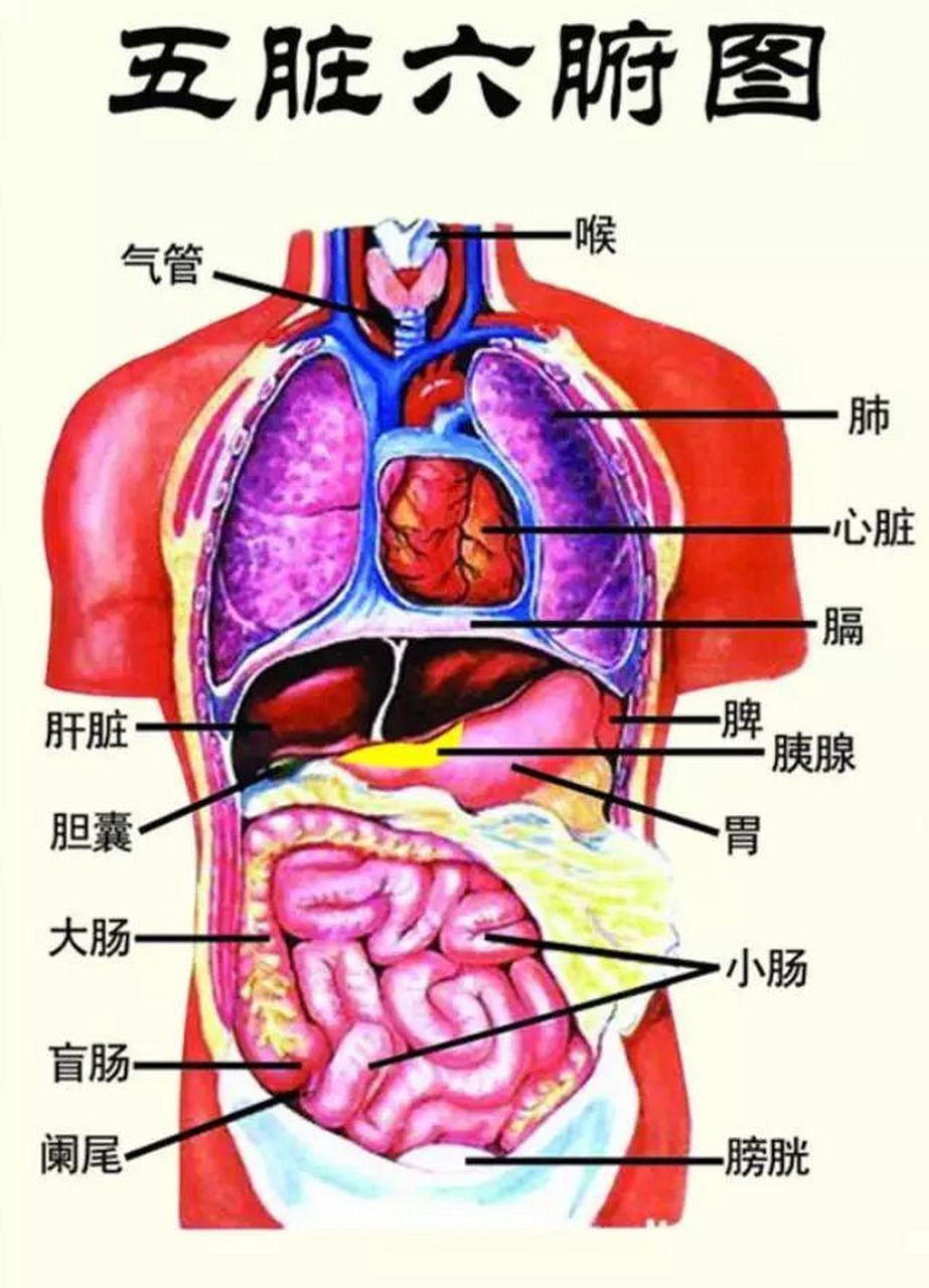 腹部四分法脏器图图片