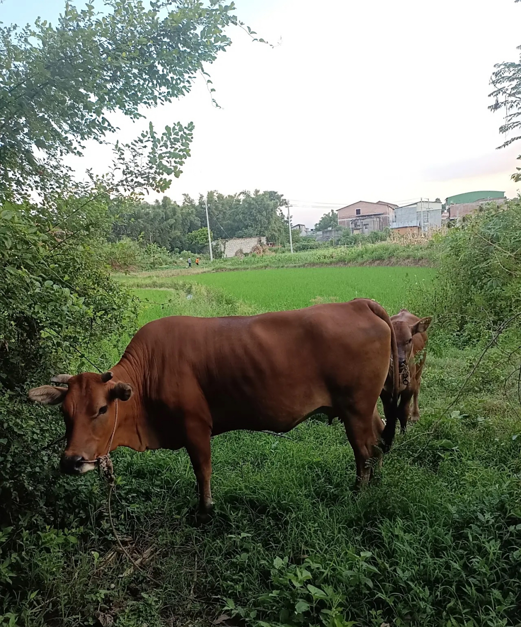 村里有个光棍不出去打工,在家养了一头母黄牛,还生了一头小黄牛,这就