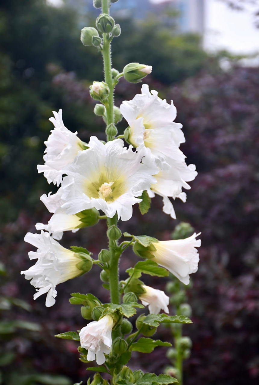 白色蜀葵  最早于四川发现,故得名.在端午开花,称端午花.