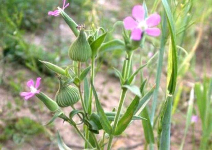 野生面条菜开花图片图片