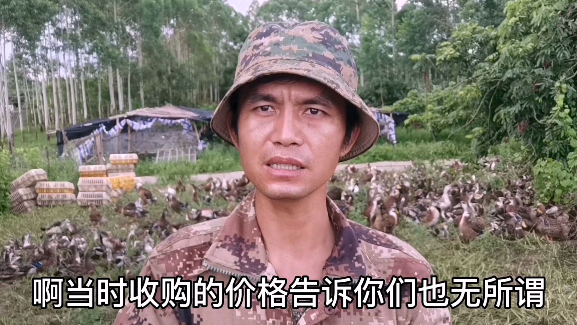 78天的麻鸭4.6元一斤,农村大叔一次收购1500多只,发大财了