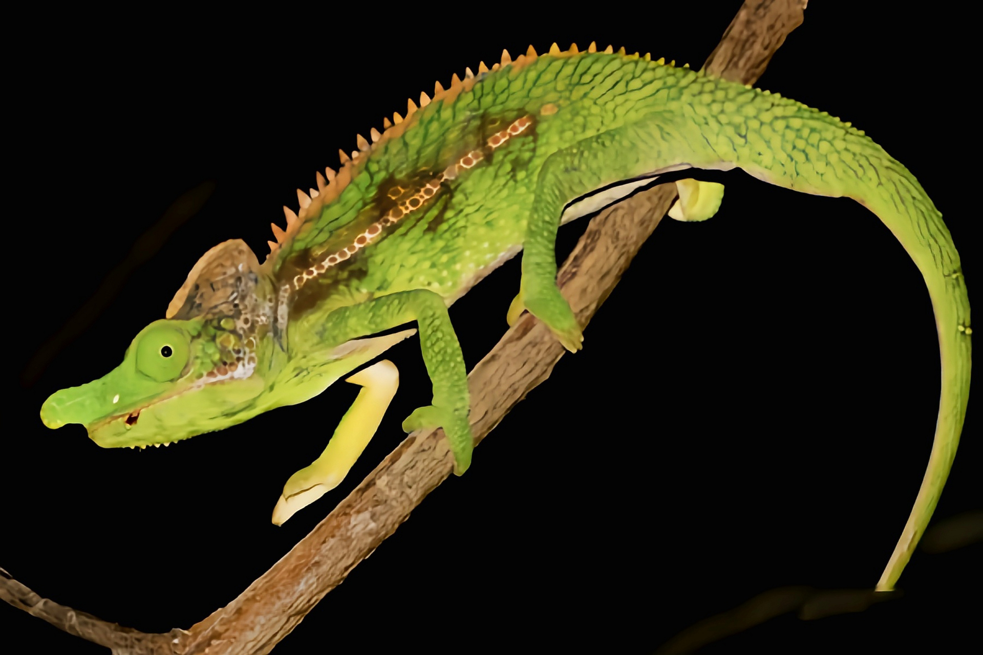 每天认识一种动物——天狗变色龙 天狗变色龙别名天狗避役,原产于非洲
