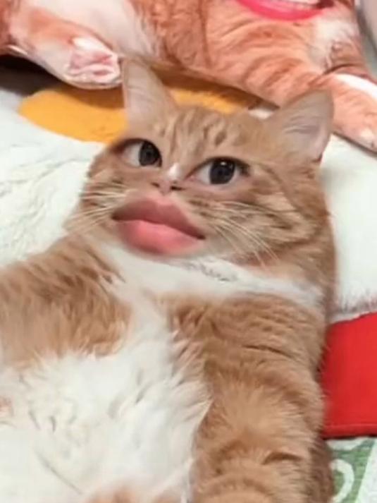 主人跟小猫互换"五官",一个人类的表情怎么可以这么多