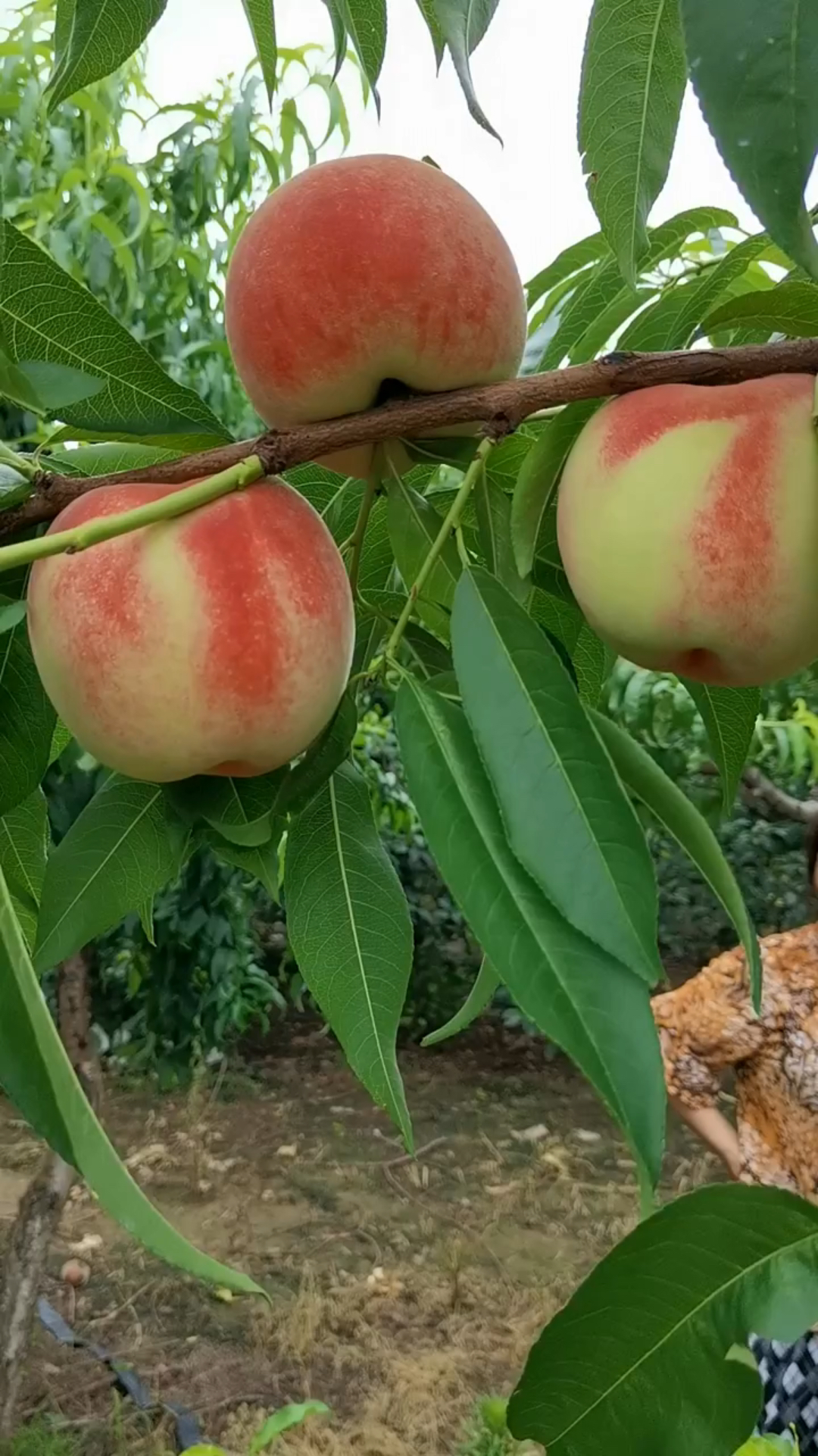 普通桃子果肉丰满厚实新鲜的扁桃果肉脆爽桃核小易剥离耐储存等特点