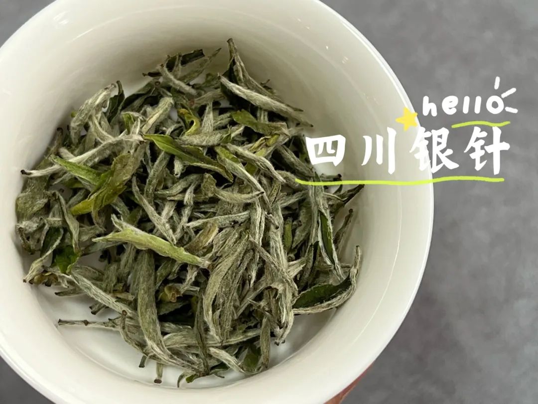 四川雅安白茶和福鼎白茶的区别?