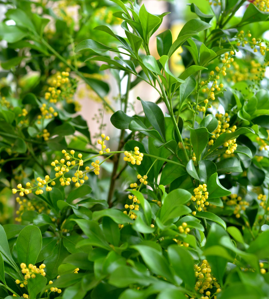十一前后适合养米兰,花香浓郁又好养,这三点要注意,别不当回事