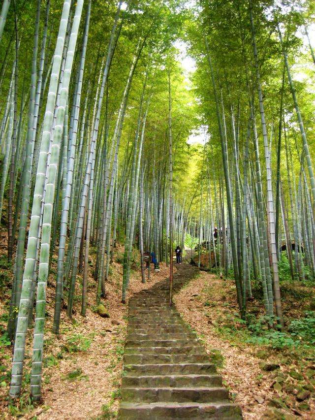 知青老余和西坑岭林场