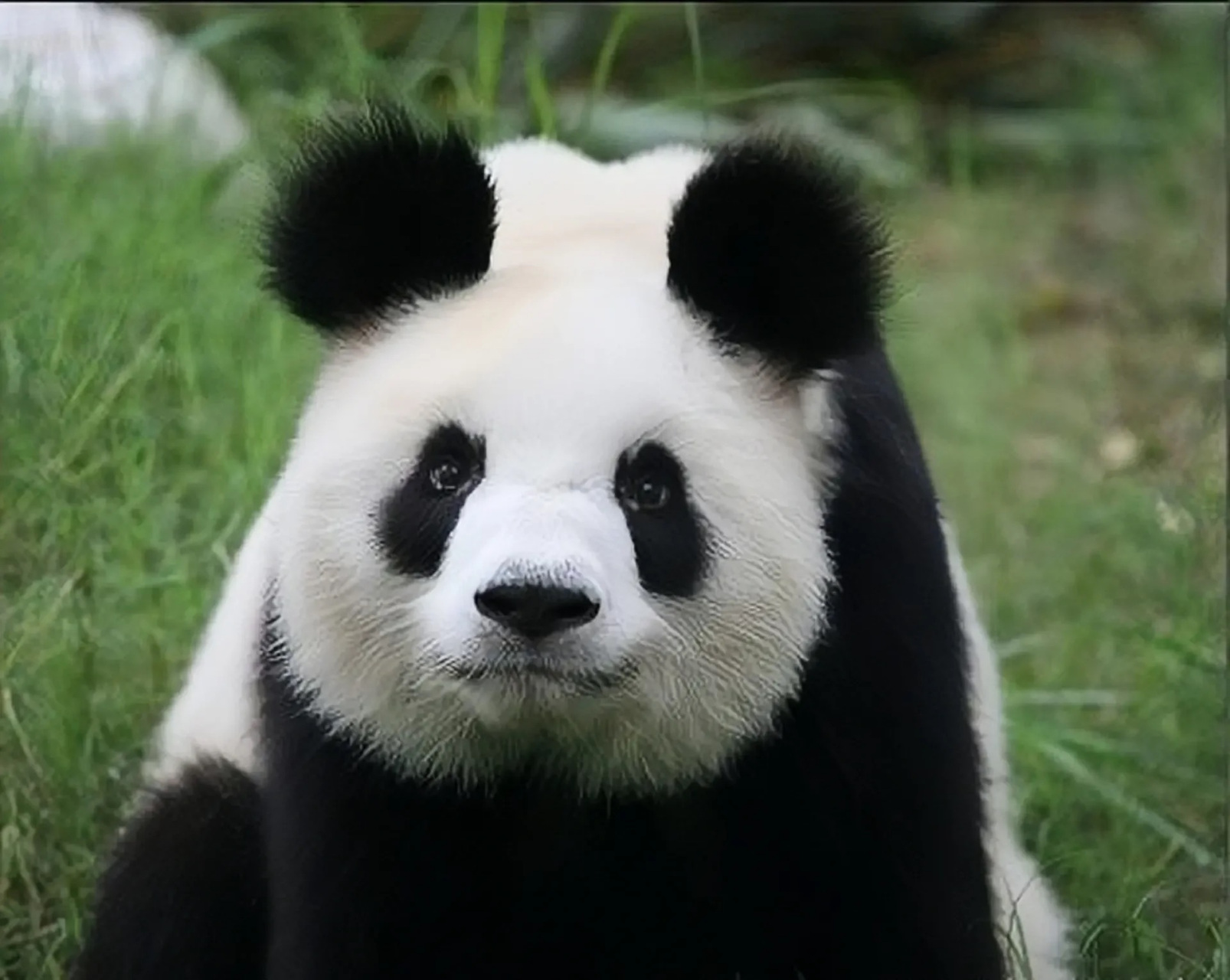 她很乖,少数成年了还可以跟奶妈贴贴,还可以近身的熊猫,真的又乖又