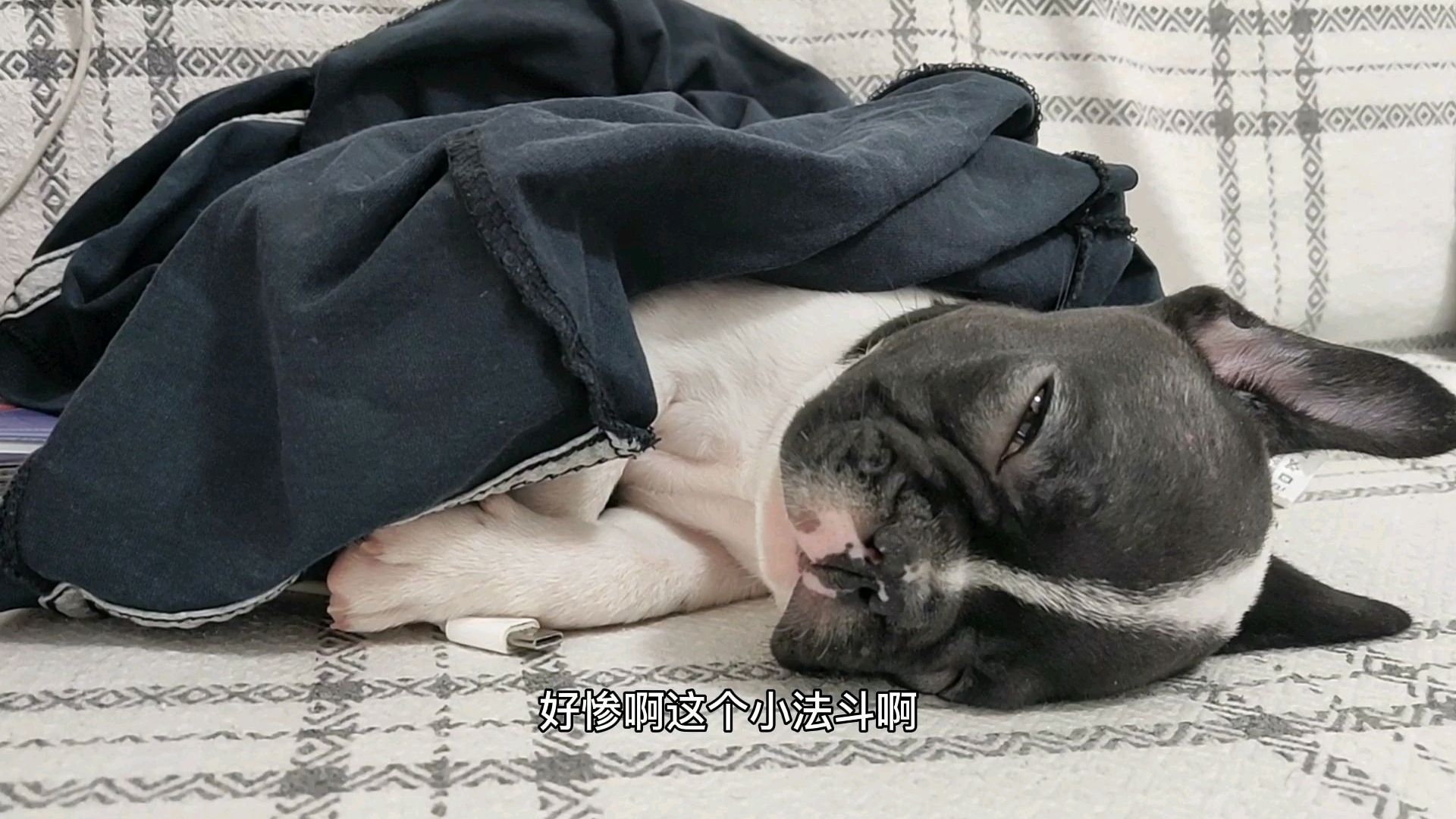 小法斗吃了奶油蛋糕之后得病了,上吐下泻,萎靡了一整天