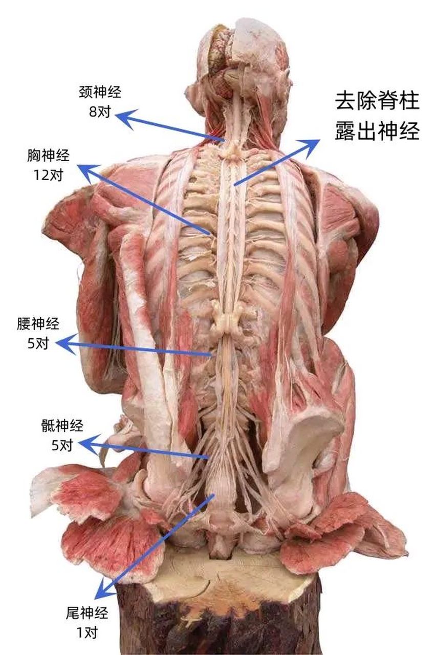 脊柱神经分布图图谱图片