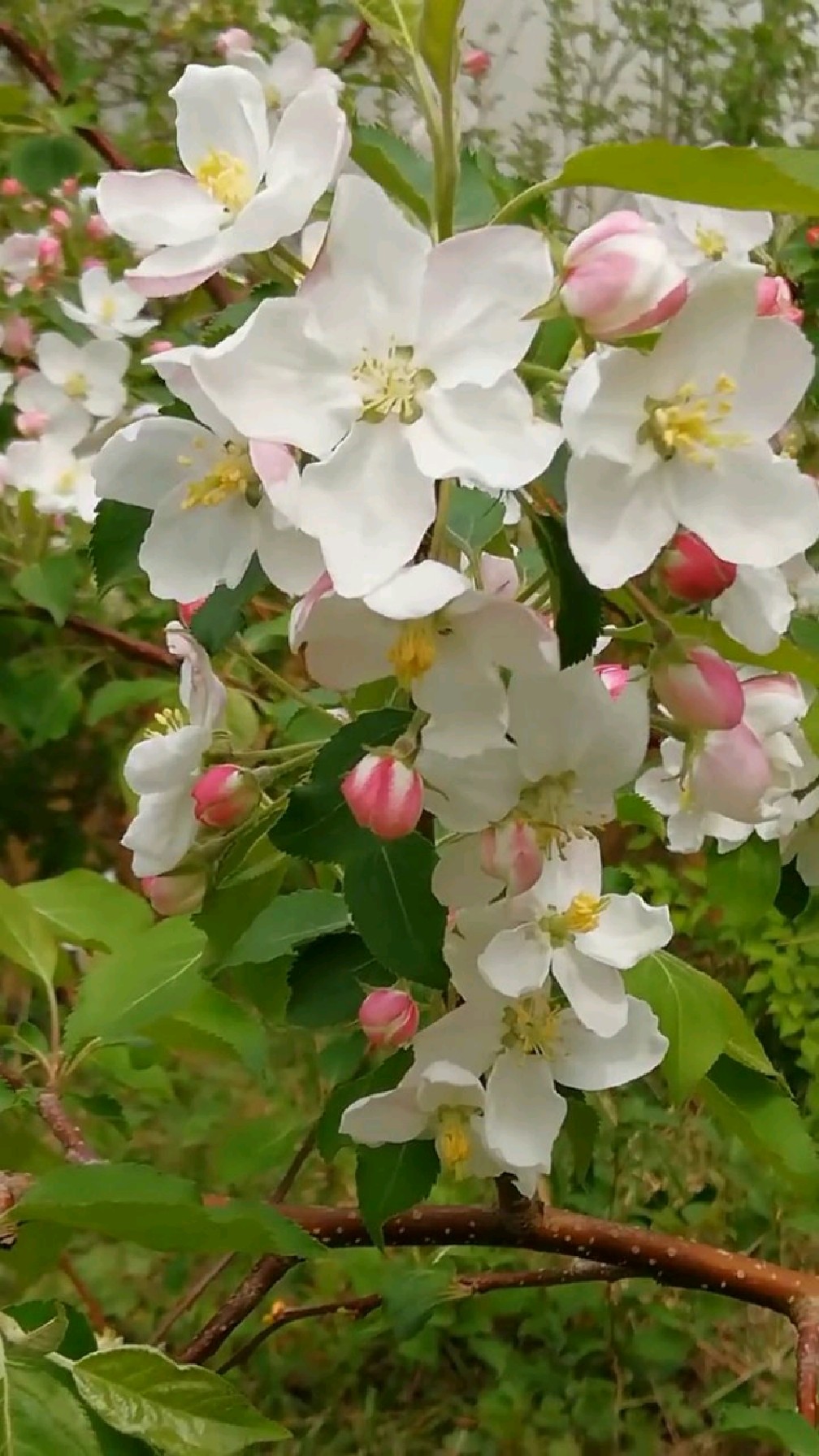 海棠果树花,纯洁而美丽.
