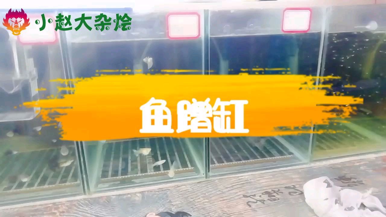 观赏鱼蹭缸原因和解决办法