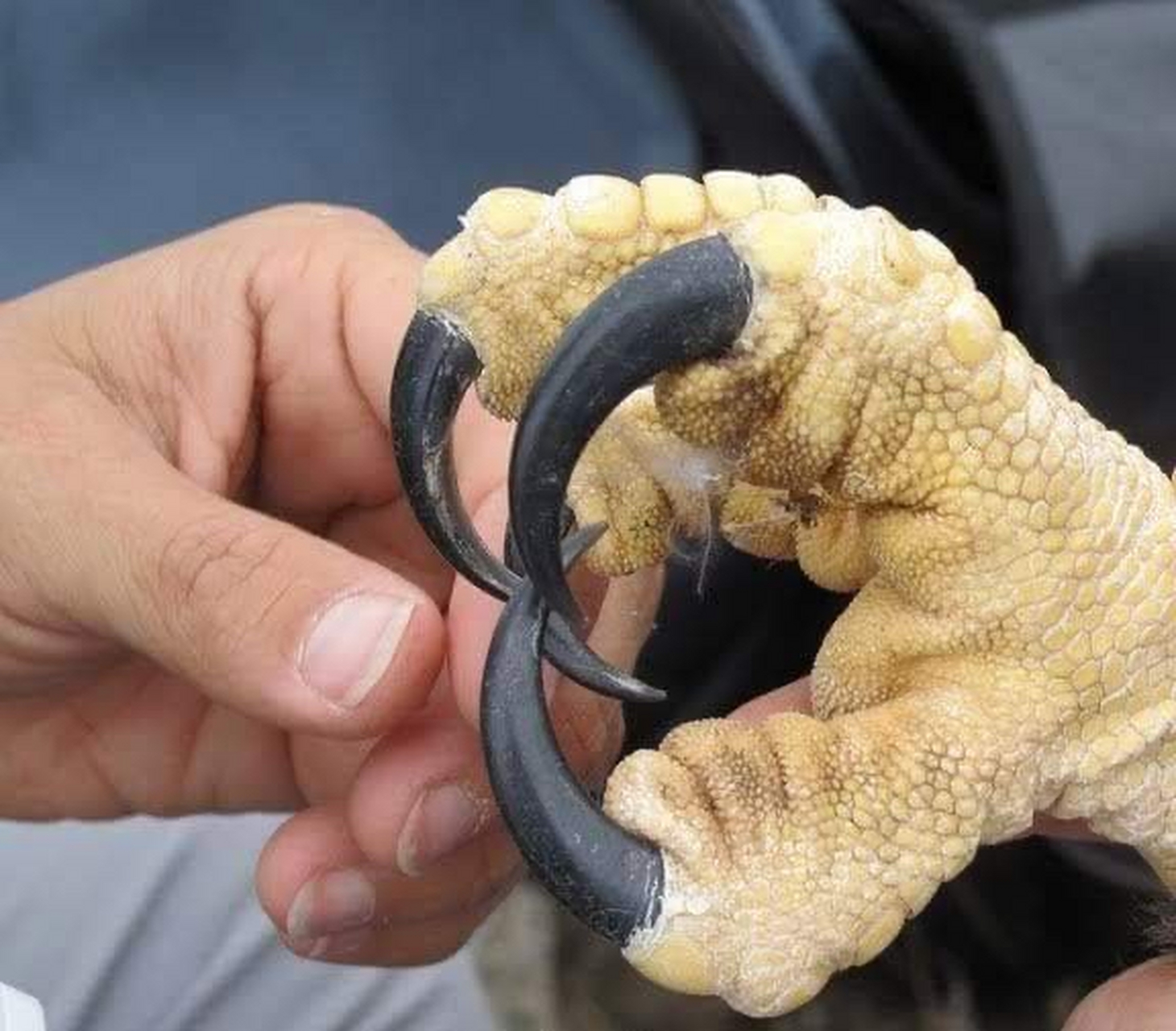 有没有想过鹰的爪子与人的手相比有多大?  这张照片给你一个想法