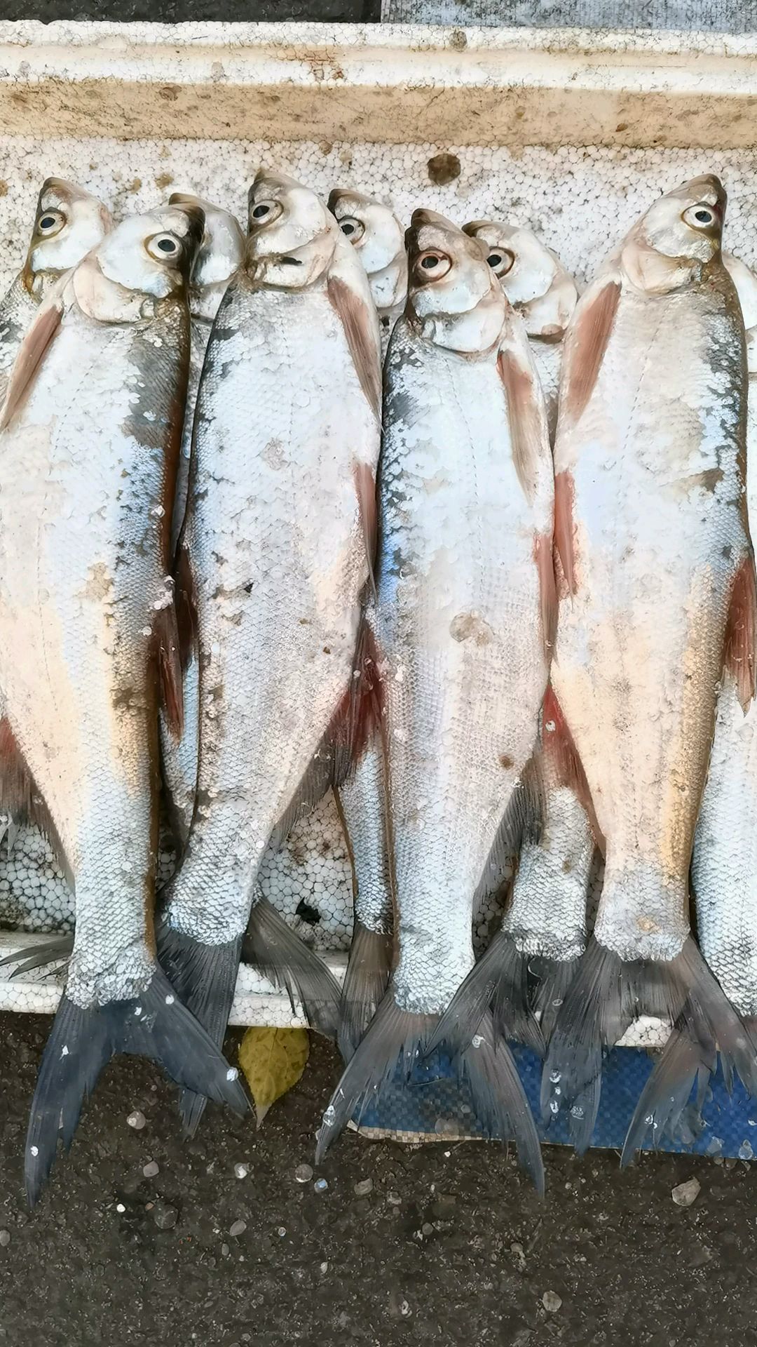 【原创】密山红卫街早市上兴凯湖鱼好便宜