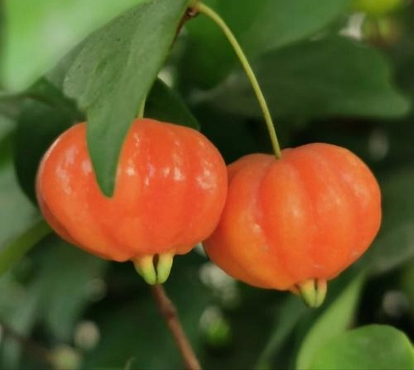 分享植物:寓意美好的巴西红果仔  巴西红果仔是一种具有美好寓意的