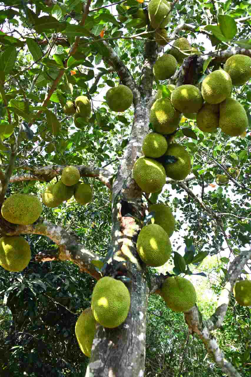 木菠萝又叫波罗蜜,树菠萝,菠萝蜜,大树菠萝,它的果肉营养营养丰富