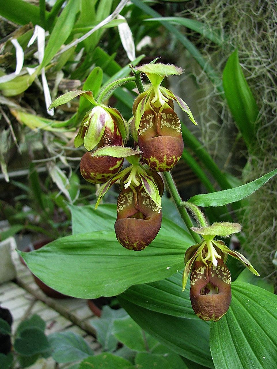 国家一级保护植物——暖地杓兰  近日,云南省怒江州贡山县生态护林员