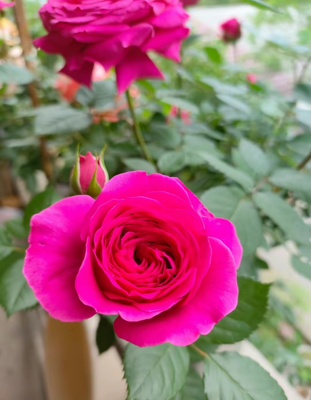 微型盆栽月季-巨蟹座