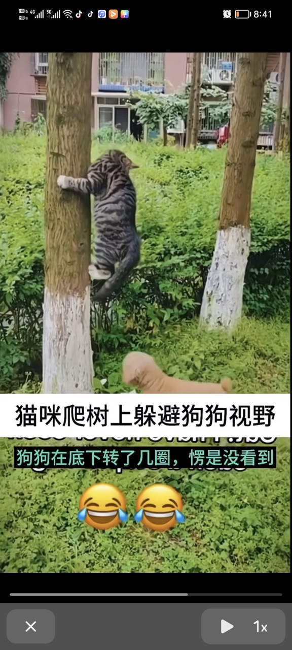 猫猫狗狗玩捉迷藏,猫爬到树上,狗狗在树下转几圈愣没找到[左捂脸]