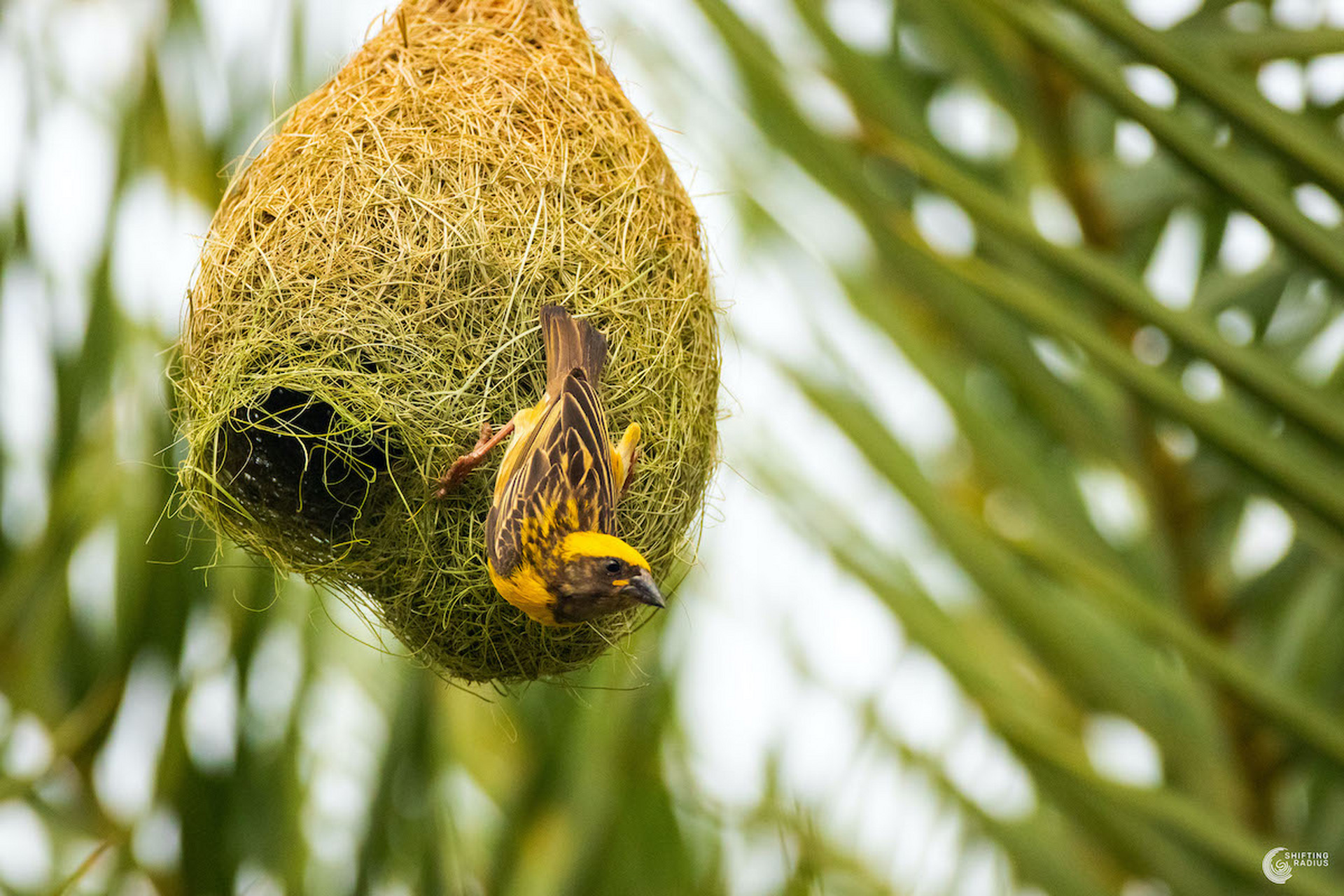 动物界的建筑师——黄胸织布鸟  黄胸织布鸟的手艺可以说是巧夺天工