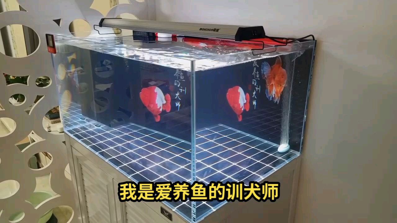 适合养兰寿金鱼的玻璃鱼缸,原来是这样设计的,学习了