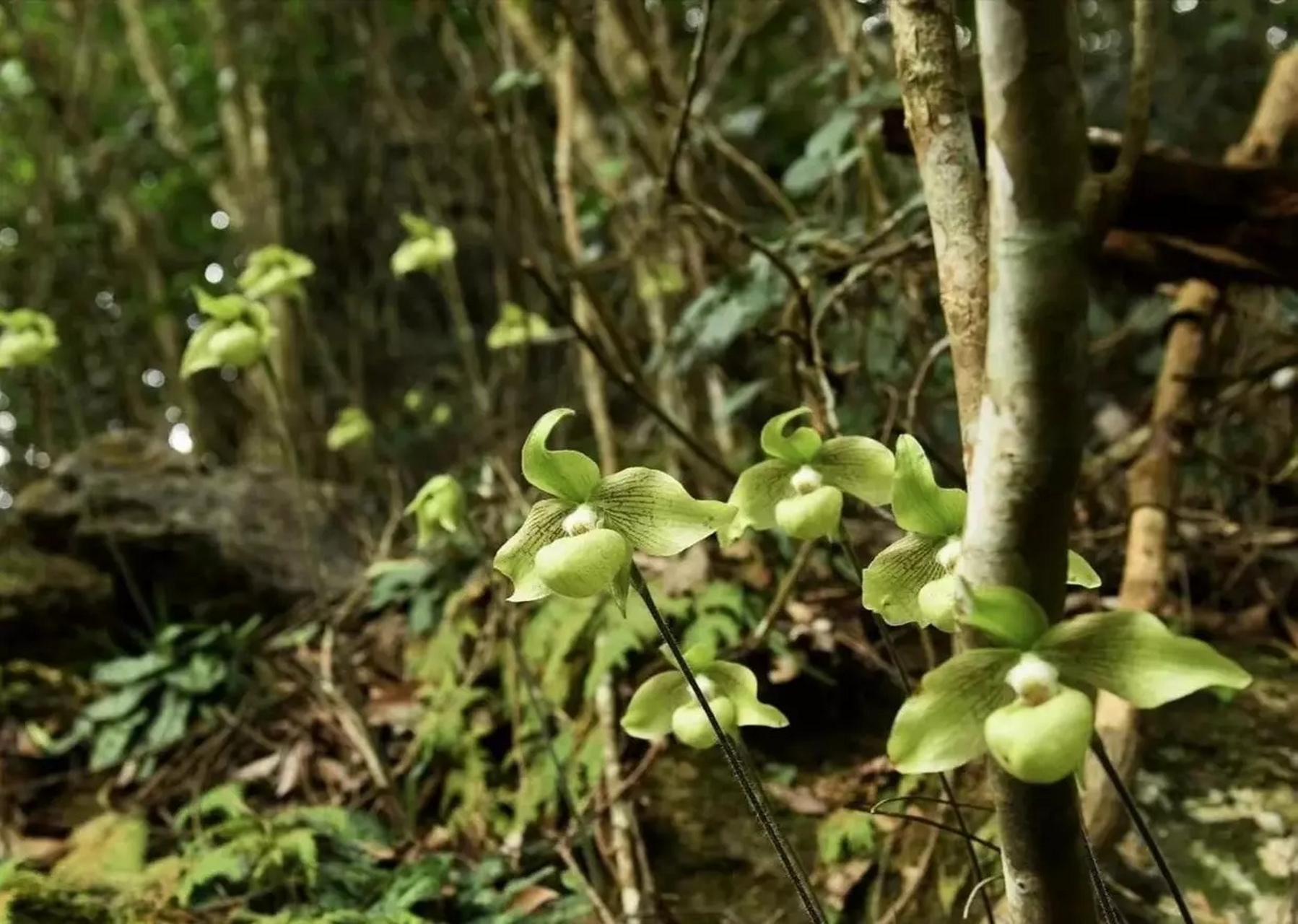 这个兰花叫牢底坐穿兰,看到请绕道[微笑]