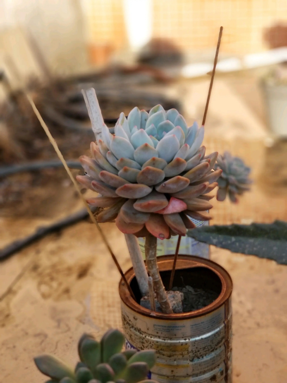 多肉不死鸟嫁接橙梦露,完美契合