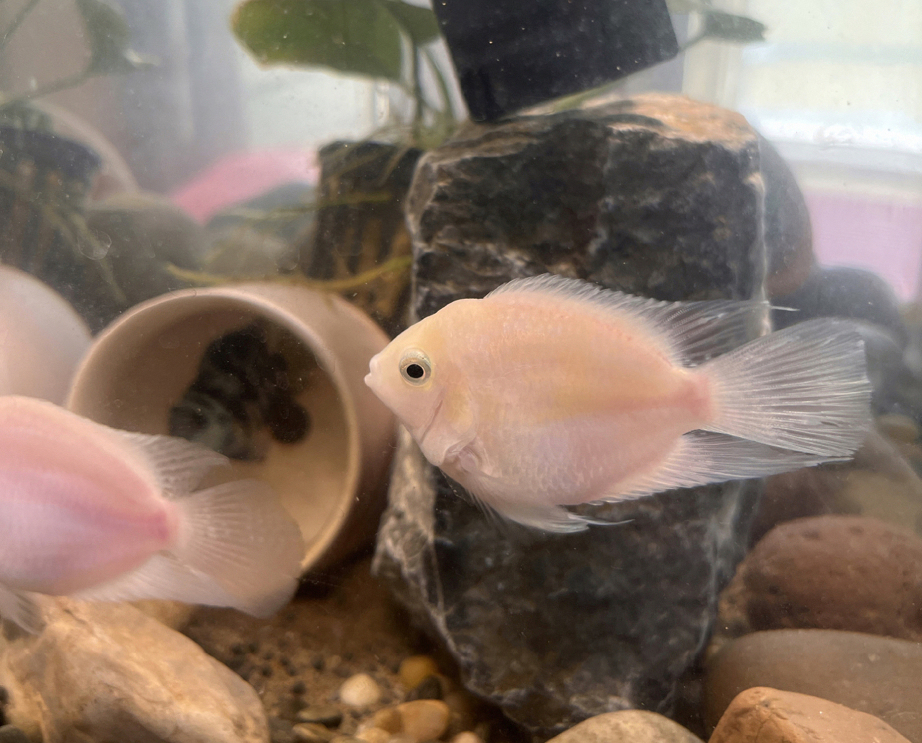 迷你鹦鹉鱼怎么分公母