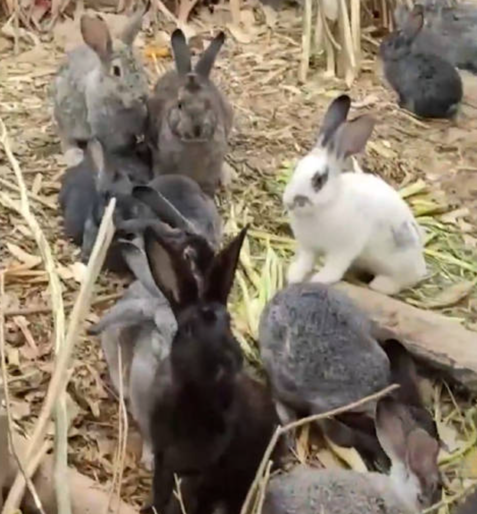 男子捡回3只兔子7个月繁殖近百只 不得不佩服兔子的繁殖能力