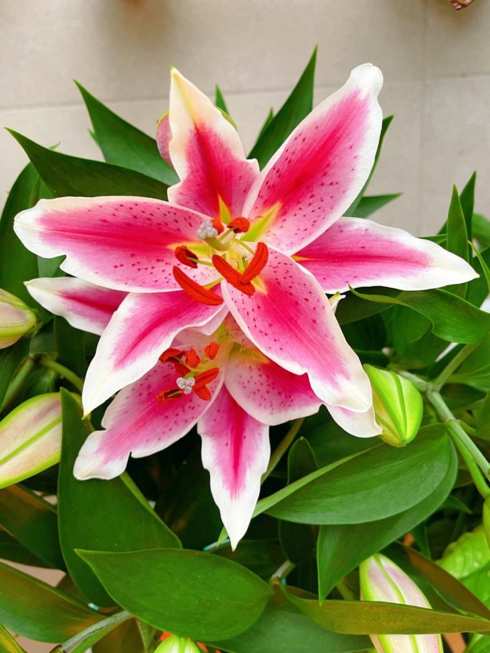 香水百合是百合中的一种,别名卡萨布兰卡,天上百合,原产地为喜马拉雅