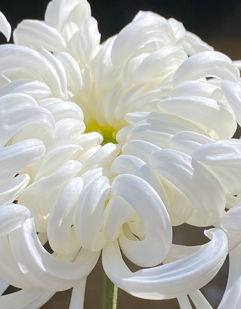 云卷云舒,瑞云殿菊花.#秋日环游指南