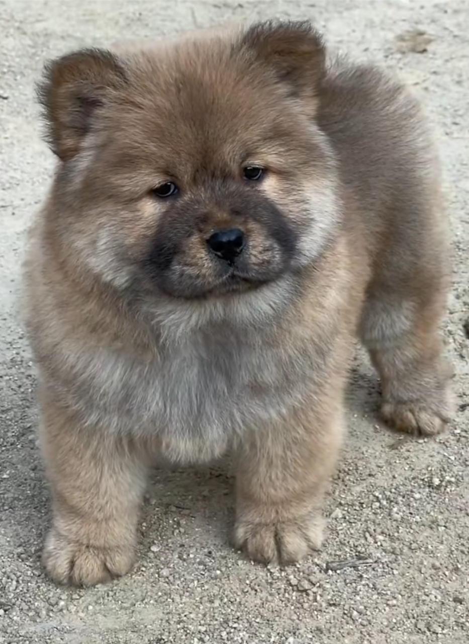 好可爱的小土狗,看起来丑乖丑乖的!