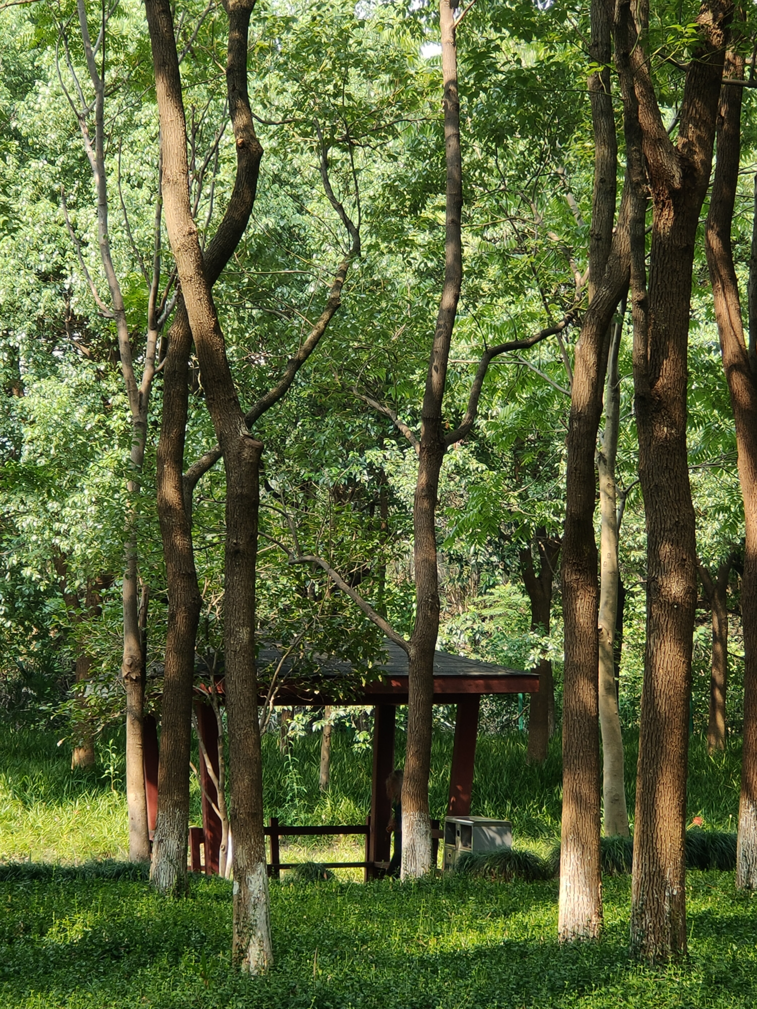 杭州常见景观树木图片