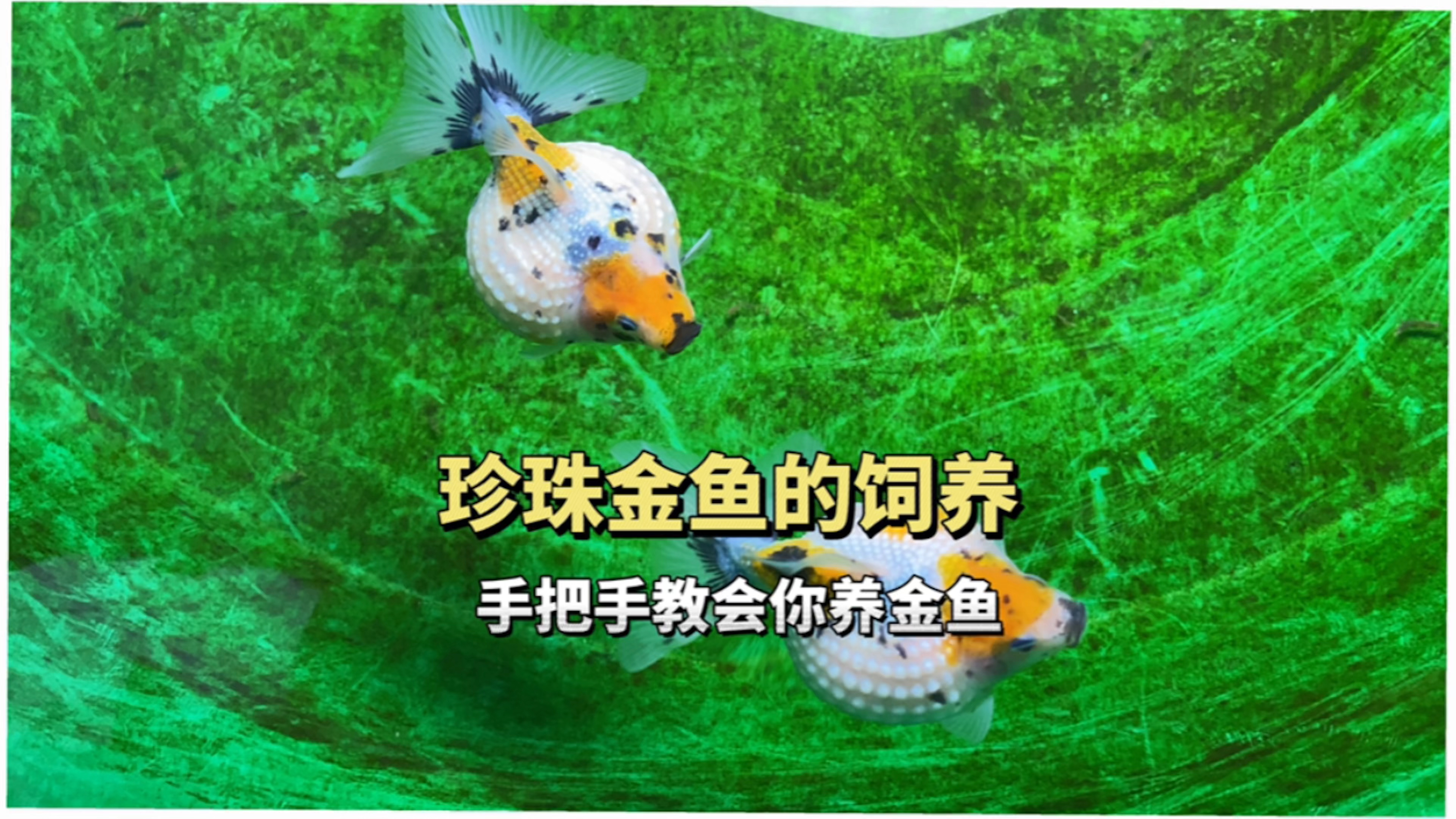 珍珠金鱼鱼苗怎么饲养?可能会刷新你以往养鱼的认知