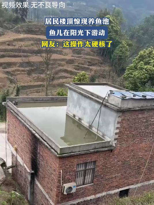 居民楼顶惊现养鱼池,鱼儿在阳光下游动,网友:这操作太硬核了