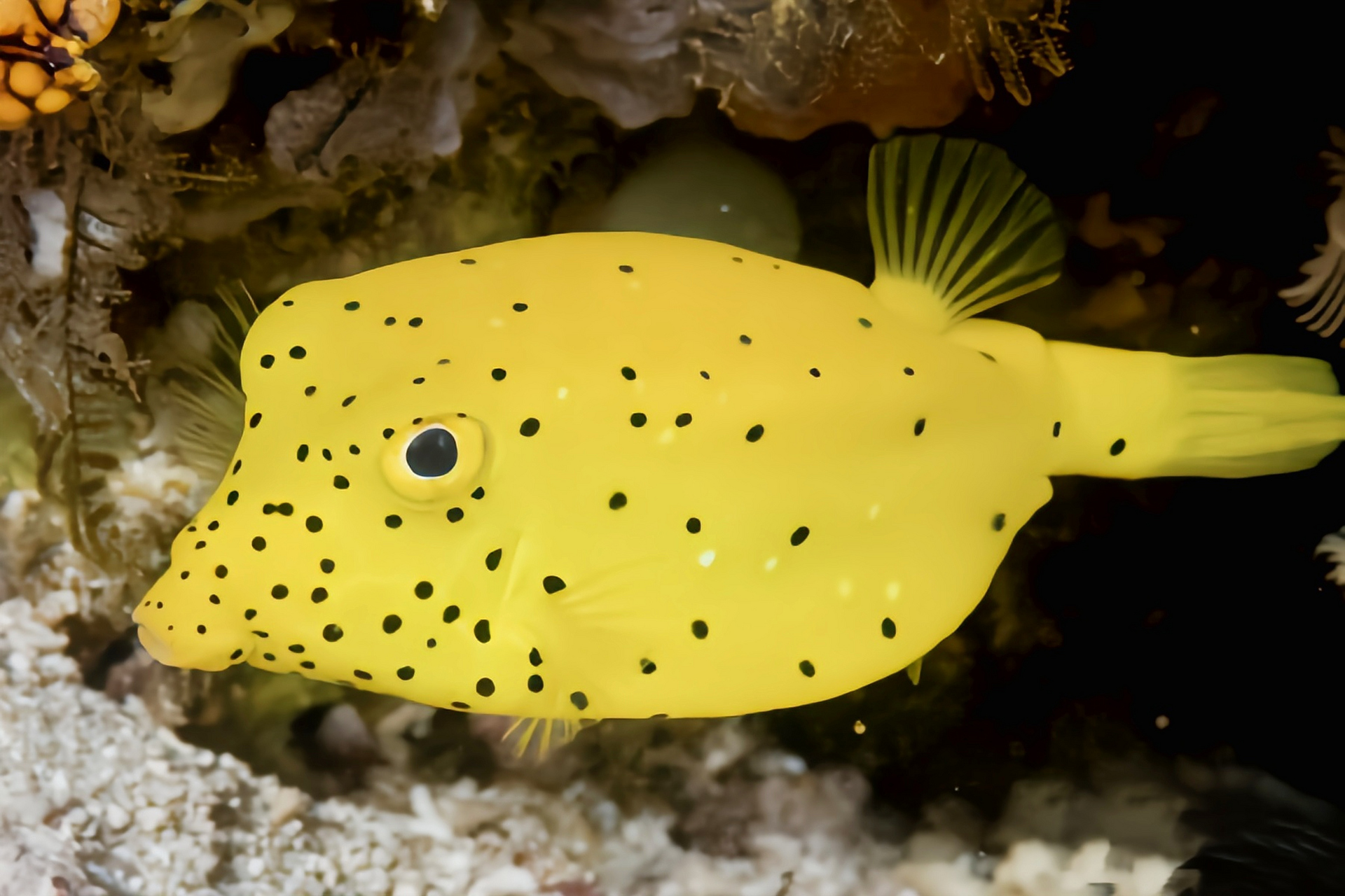 每天认识一种动物——金木瓜箱鲀 金木瓜箱鲀别名圆点鲀,立方箱鲀,粒