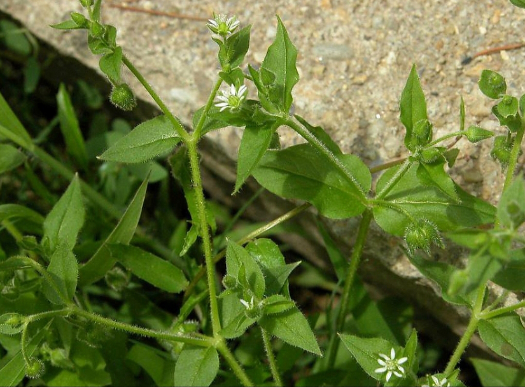 乡下随处可见的一种野,草鹅肠草,如今很有价值 今天我们来了解一下