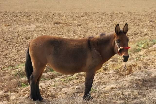 牛头长马嘴,不看不后悔